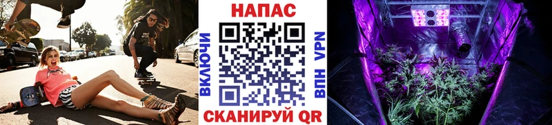 Каннабис план  Брюховецкая 
